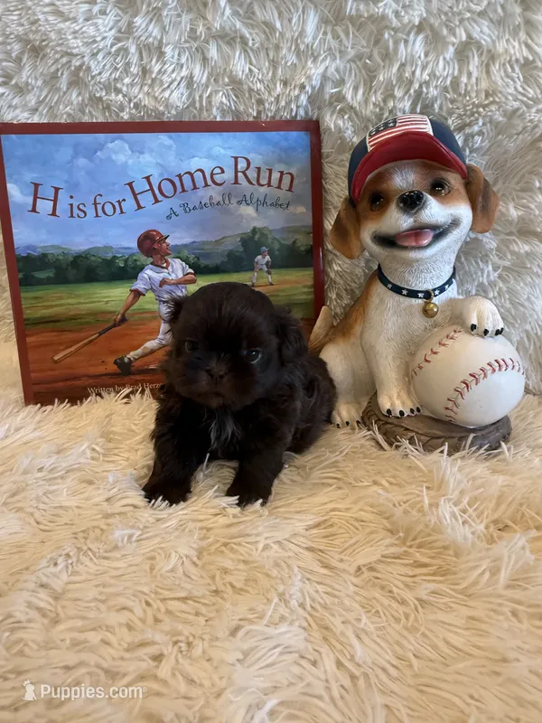 Cal – Shih Tzu puppy for sale in Success, MO