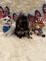 Oakley, a male Shih Tzu for sale in Success, MO – 5 of 10