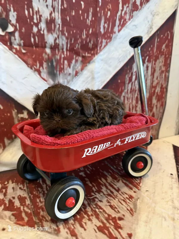Belle – Shih Tzu puppy for sale in Success, MO