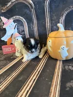 Berry, a male Pomeranian for sale in Success, MO – 3 of 6