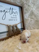 Delilah, a male Shih Tzu for sale in Success, MO – 4 of 7