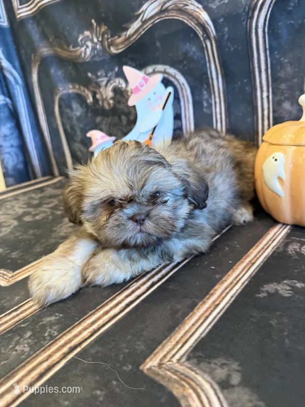 Maria  – Shih Tzu puppy for sale in Success, MO