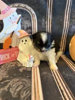 Berry, a male Pomeranian for sale in Success, MO – 1 of 6