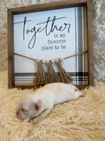 Percy, a female Shih Tzu for sale in Success, MO – 2 of 7