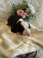 Dean, a male Bernese Mountain Dog for sale in Success, MO – 8 of 10