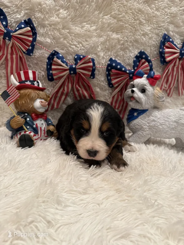 Hannah  – Bernese Mountain Dog puppy for sale in Success, MO
