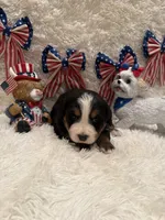 Hannah , a female Bernese Mountain Dog for sale in Success, MO – 5 of 10