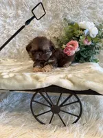Greene , a male Shih Tzu for sale in Success, MO – 3 of 10