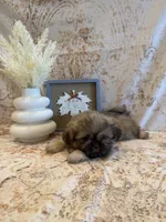 Adriana, a female Shih Tzu for sale in Success, MO – 3 of 10