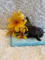 Cal, a male Shih Tzu for sale in Success, MO – 3 of 6