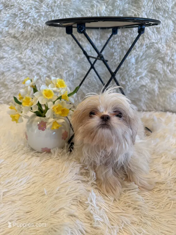Brook – Shih Tzu puppy for sale in Success, MO