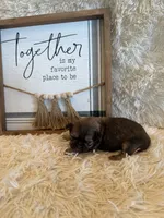 Maria , a female Shih Tzu for sale in Success, MO – 7 of 9