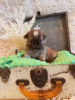 Finch, a male Shih Tzu for sale in Success, MO – 9 of 10
