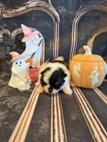 Dallas , a male Pomeranian for sale in Success, MO – 1 of 5