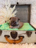 Sparrow, a male Shih Tzu for sale in Success, MO – 8 of 10