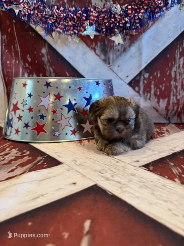 Maria  – Shih Tzu puppy for sale in Success, MO