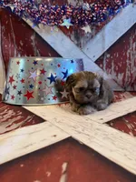 Maria , a female Shih Tzu for sale in Success, MO – 5 of 10