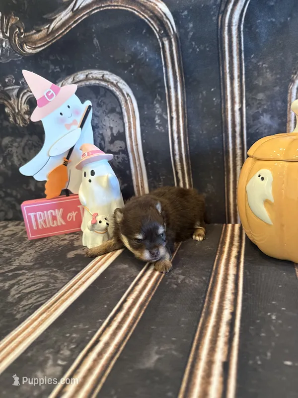 Maple  – Pomeranian puppy for sale in Success, MO