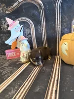 Maple , a female Pomeranian for sale in Success, MO – 1 of 6