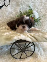 Sailor , a male Shih Tzu for sale in Success, MO – 4 of 10