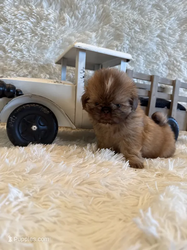 Finch – Shih Tzu puppy for sale in Success, MO