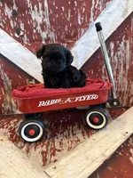 Tate, a male Shih Tzu for sale in Success, MO – 6 of 10