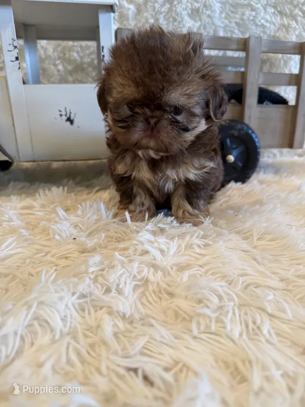 Greene  – Shih Tzu puppy for sale in Success, MO