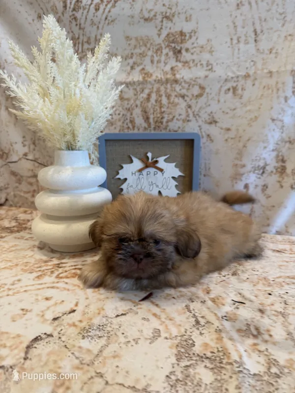 Freddie  – Shih Tzu puppy for sale in Success, MO