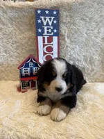 John, a male Bernese Mountain Dog for sale in Success, MO – 2 of 10