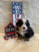 Garrett, a male Bernese Mountain Dog for sale in Success, MO – 3 of 10