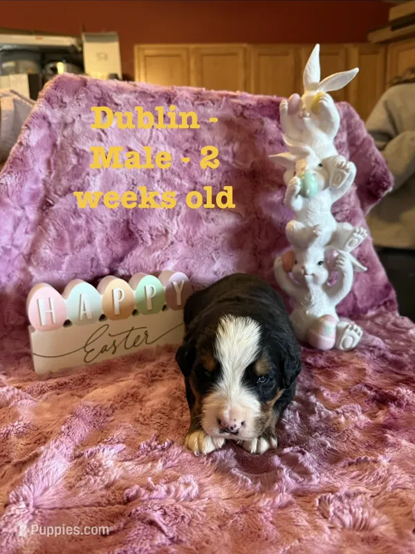 Dublin – Bernese Mountain Dog puppy for sale in Success, MO