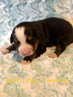 Dublin, a male Bernese Mountain Dog for sale in Success, MO – Photo 1 of 2