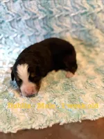 Dublin, a male Bernese Mountain Dog for sale in Success, MO – Photo 2 of 2