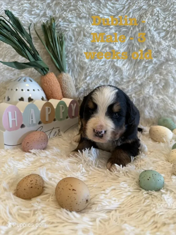 Dublin – Bernese Mountain Dog puppy for sale in Success, MO
