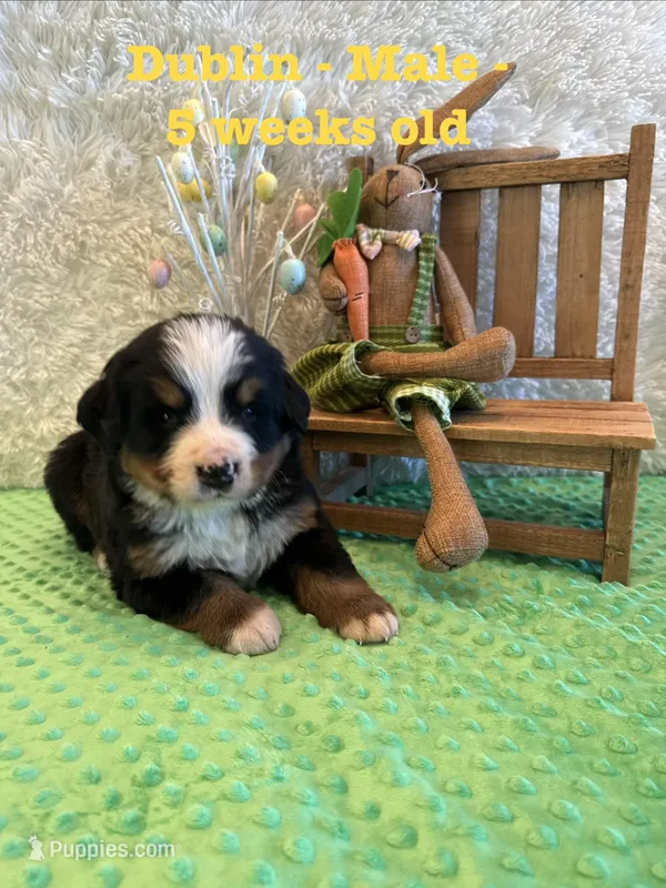 Dublin – Bernese Mountain Dog puppy for sale in Success, MO