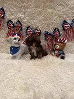 Asher, a male Shih Tzu for sale in Success, MO – 6 of 10