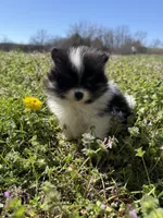 Willow, a male Pomeranian for sale in Success, MO – Photo 6 of 10