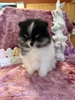 Willow, a male Pomeranian for sale in Success, MO – Photo 4 of 10
