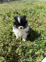 Willow, a male Pomeranian for sale in Success, MO – Photo 10 of 10