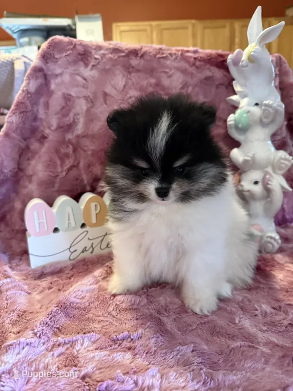 Willow – Pomeranian puppy for sale in Success, MO