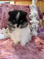 Willow, a male Pomeranian for sale in Success, MO – Photo 3 of 10