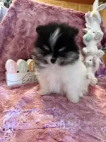 Willow, a male Pomeranian for sale in Success, MO – Photo 2 of 10