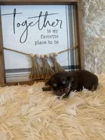 Brayden , a male Shih Tzu for sale in Success, MO – 7 of 8