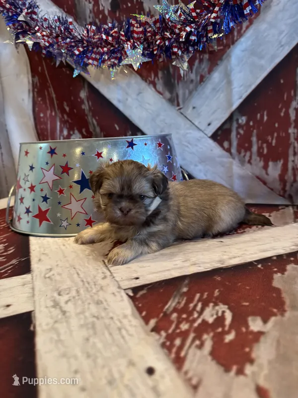 Elise  – Shih Tzu puppy for sale in Success, MO