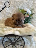 Sparrow, a male Shih Tzu for sale in Success, MO – 2 of 10