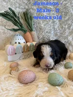 Jameson, a male Bernese Mountain Dog for sale in Success, MO – Photo 9 of 10