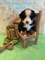 Jameson, a male Bernese Mountain Dog for sale in Success, MO – Photo 7 of 10