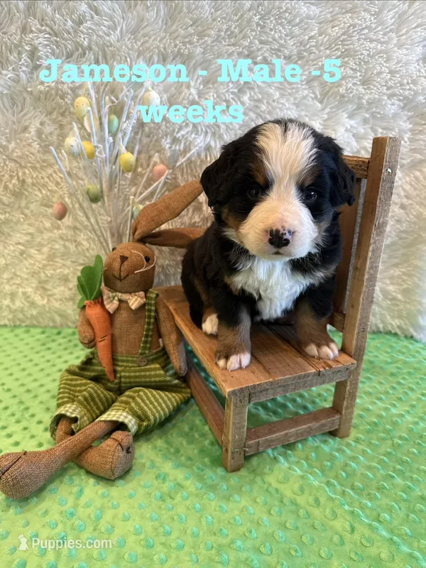 Jameson – Bernese Mountain Dog puppy for sale in Success, MO