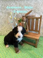Jameson, a male Bernese Mountain Dog for sale in Success, MO – Photo 6 of 10