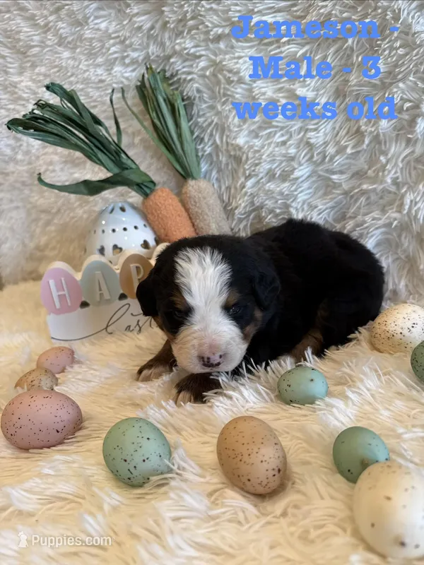 Jameson – Bernese Mountain Dog puppy for sale in Success, MO